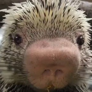 Meet your Posher, Stephen